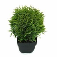 Thuja occ. Danica