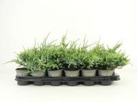 Juniperus squa. Holger