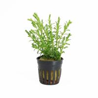 Rotala bossii