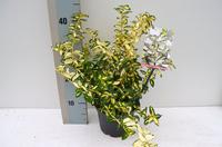 Euonymus fort. Blondy
