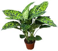 Dieffenbachia Reflector