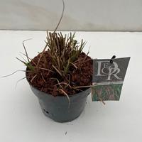Miscanthus sin. Flamingo