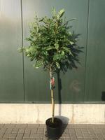 Sorbus Red Robin