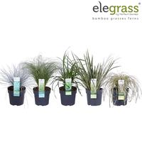Grasses in varieties - Hardy and Evergreen