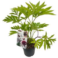 Angelica gigas