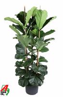Ficus Lyrata 3PP