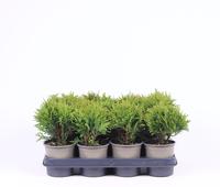 Thuja occ. Danica