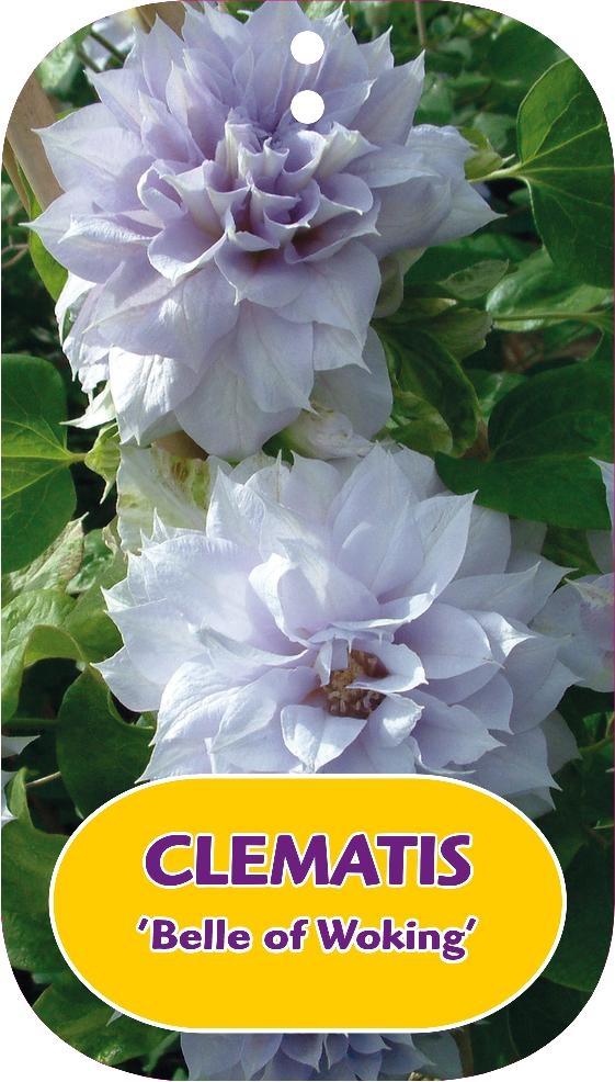 Picture of Clematis Belle of Woking P15 (2 Ltr/high) 80/100
