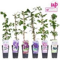 Clematis in varieties - Large-flowered