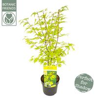Acer pal. Anne Irene