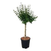 Syringa BLOOMERANG® Pink Perfume