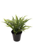 Polystichum tsus-simense
