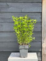 Ligustrum ovalifolium