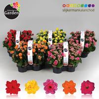 Garden Kalanchoe - Mix shelf- 4-pack 4-PACKS 23cm Piece × 12 - £ 7.16 Shelf £ 6.96 Trolley