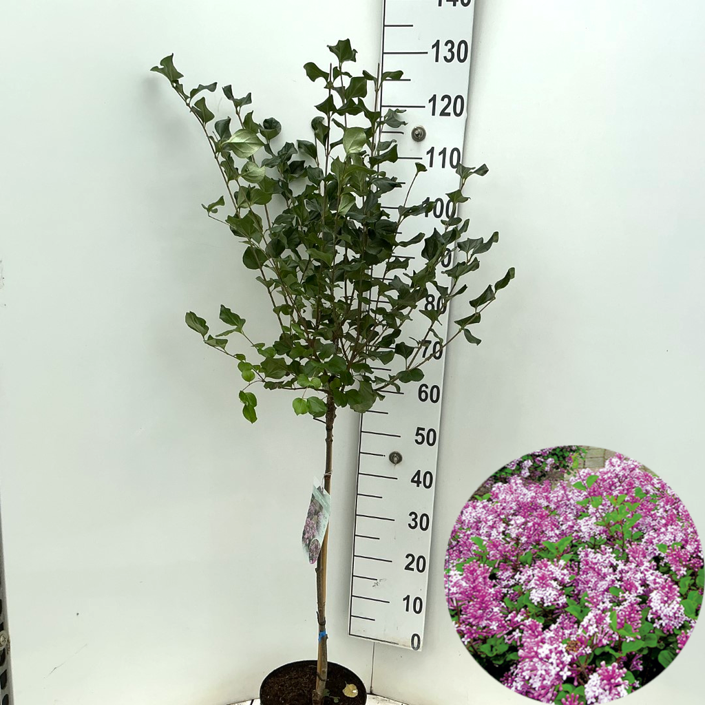 Picture of Syringa meyeri Palibin P23 (5 Ltr) 60/STD