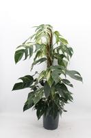 Epipremnum Pinnatum Albo Variegata