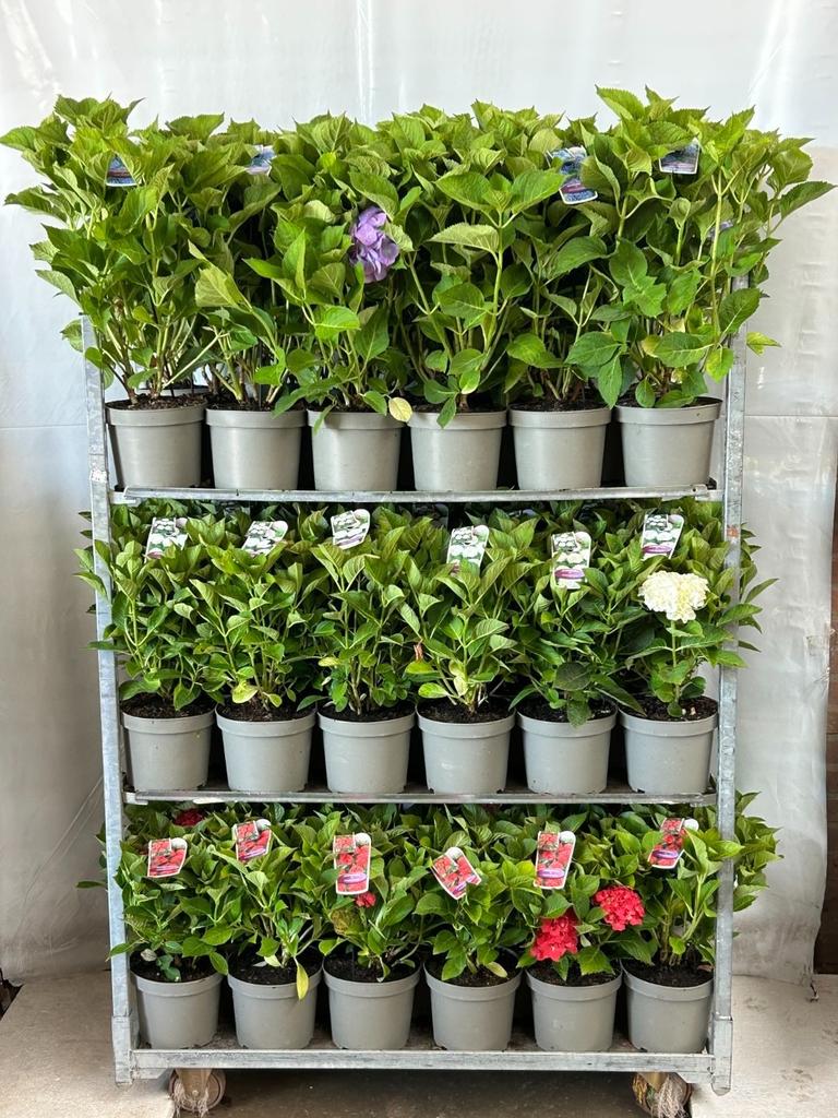 Bild von Hydrangea macr. in varieties P23 (5 Ltr)