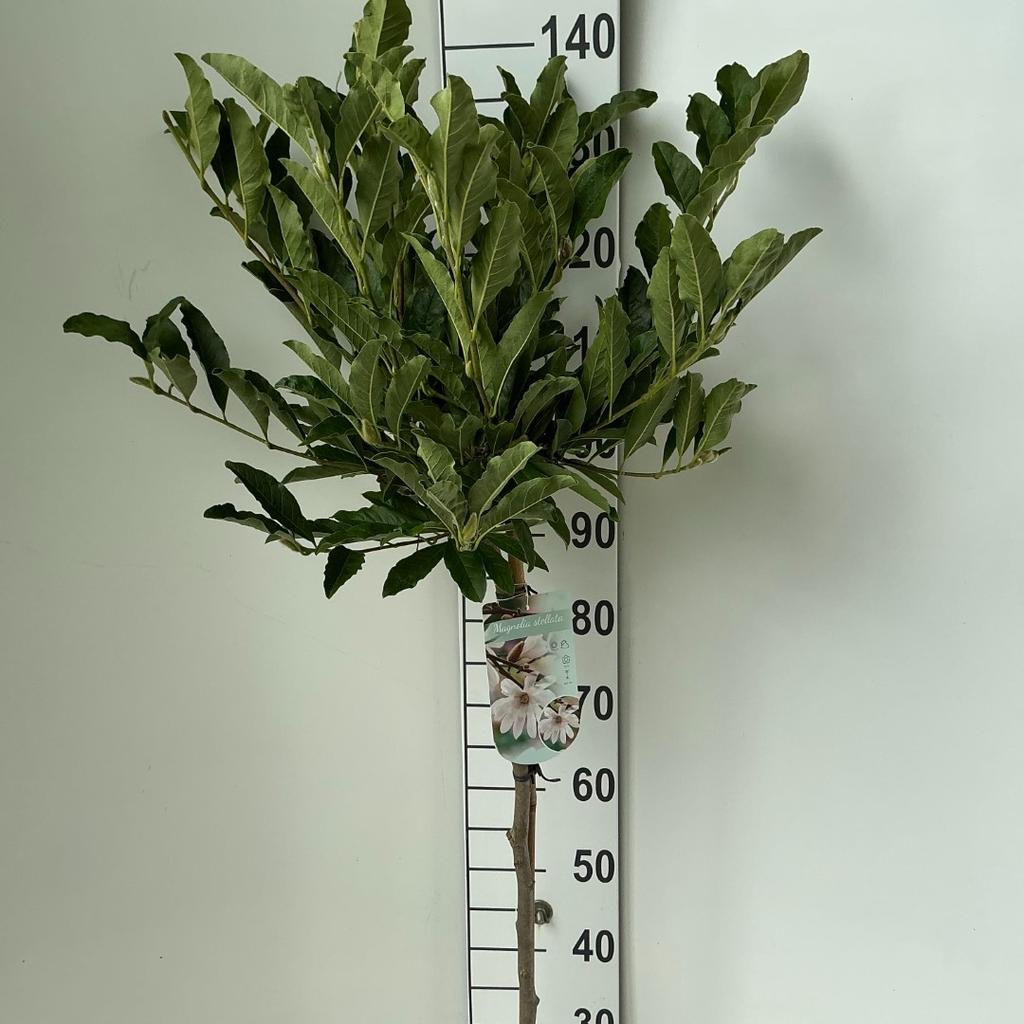 Obrázek Magnolia stellata P26 (7.5 Ltr) 90/STD