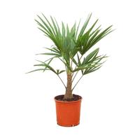 Trachycarpus fortunei (004)