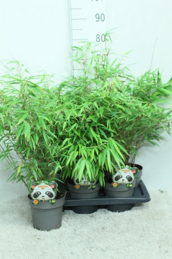 Picture of Fargesia Rufa P17 (2 Ltr)