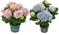 Hydrangea macr. Magical Revolution Mix 3-5 Flowers