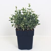 Euonymus fort. Emerald 'n Gaiety