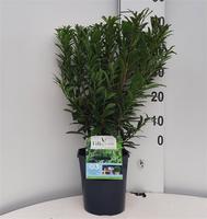 Prunus l. Filigrow Sofia®