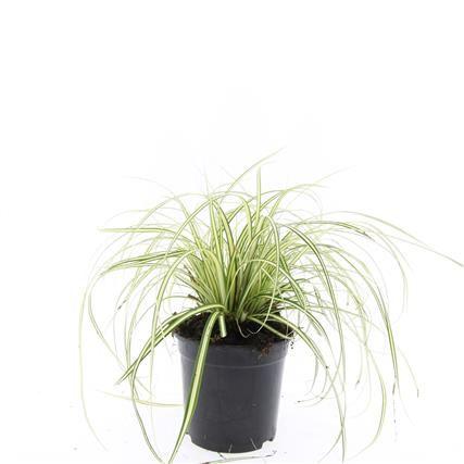 Billede af Carex oshim. Evergold P14