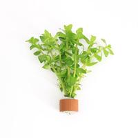 Bacopa amplexicaulis (carol) BUNDEL 5cm Tray 10 × 60 £ 1.25 (Tray) £ 1.23 Shelf £ 1.22 Trolley Tray £ 1.25 × 10 (0.3%)