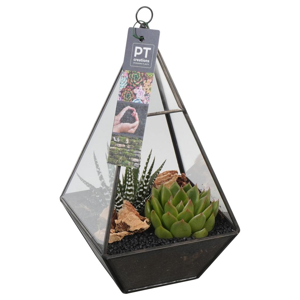 Picture of PTSU8401 Arrangement Succulents in gass dome P13 26CM