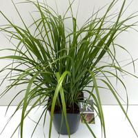 Pennisetum al. Viridescens