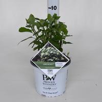 Hydrangea arb. Lime Rickey
