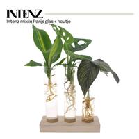 Hydroponic Intenz varieties in Paris glass