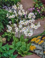 Primula japonica Alba