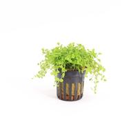 Micranthemum monte carlo