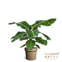 Musa Dwarf Cavendish