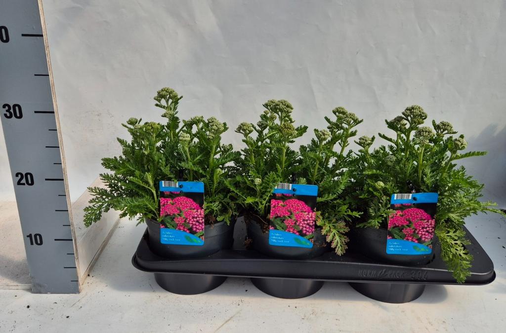 Obrázek Achillea mil. Milly Rock Rose P17 (2 Ltr)