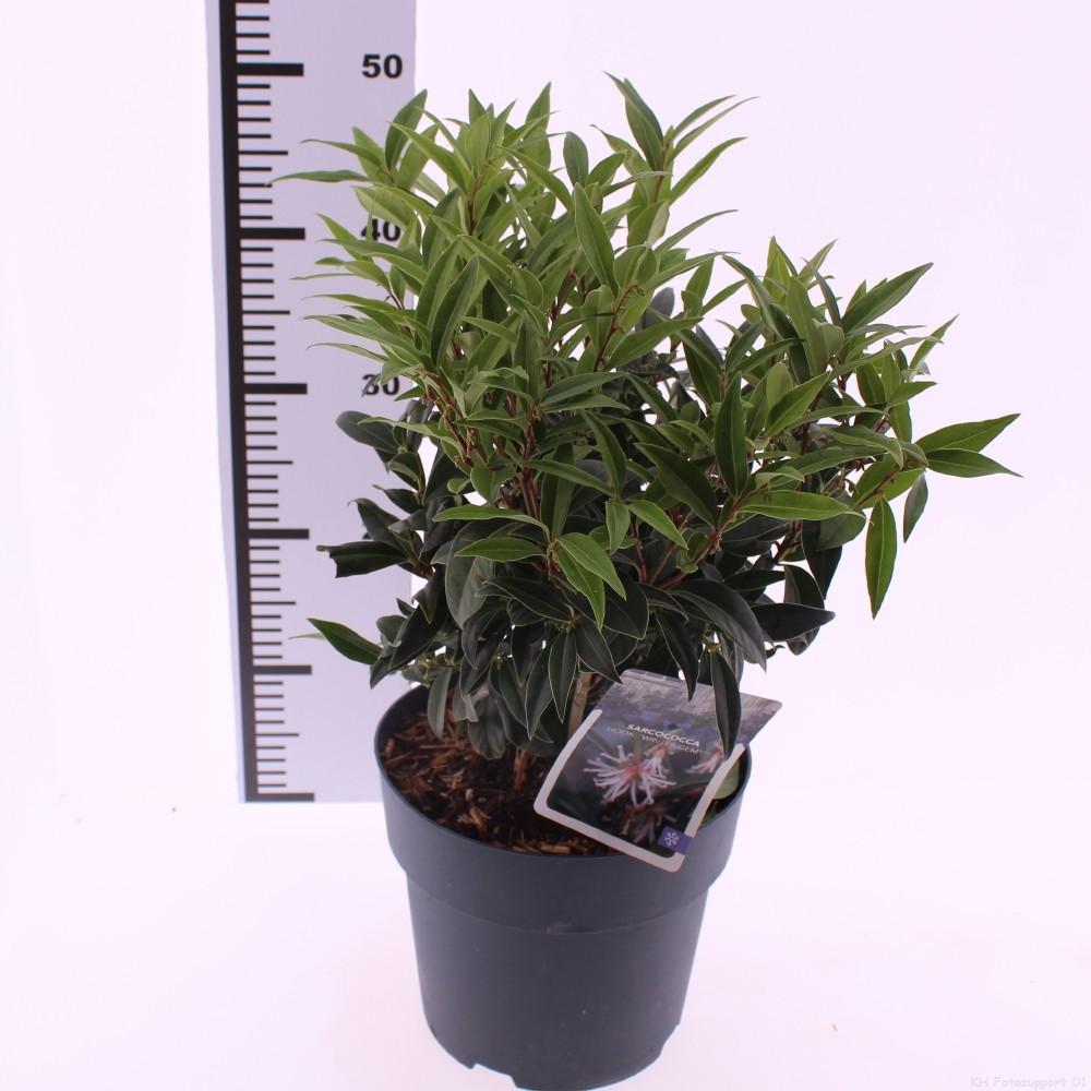 Picture of Sarcococca hookeriana Winter Gem P21 (4 Ltr)