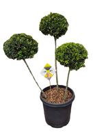Ilex cr. Dark Green