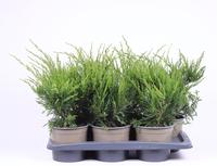 Juniperus pfit. Mint Julep