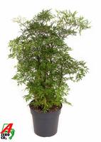 Polyscias Ming branched