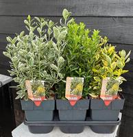Euonymus in varieties