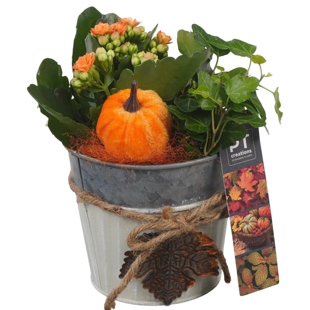 Picture of PTHI5303 Arrangement Autumn Indoor in metal pot P12 20CM