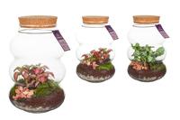 Wardians Terrarium - Pluto small