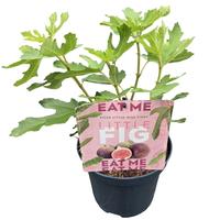Ficus Little Miss Figgy.