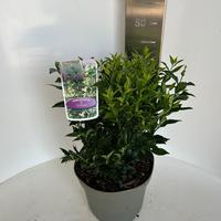 Sarcococca confusa