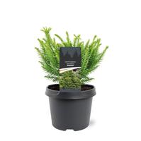 Cryptomeria jap. Dinger