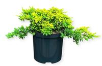 Juniperus com. Goldschatz