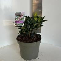 Sarcococca hookeriana Winter Gem