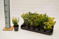 Euonymus in varieties